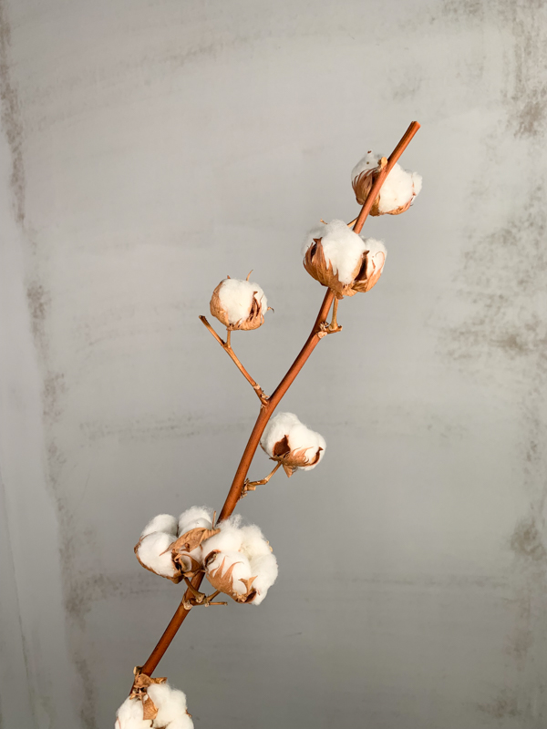 Algodon tallos (9 Bolas)