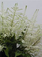 Astilbe Whasinthong 60cm