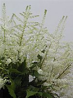 Astilbe Whasinthong 60cm x10 Bl