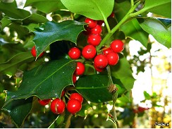 Acebo Nac. Fardo 5kg