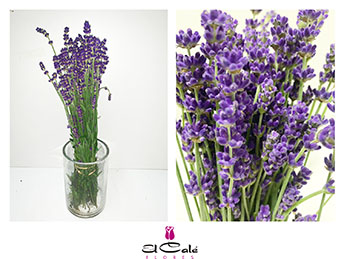 Lavanda Fresca 55cm 200gr