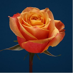 Rosa Ecu. Cherry Brandy 60cm