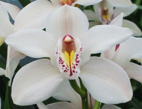 Cymbidium x12 Cascade 50cm Blanca