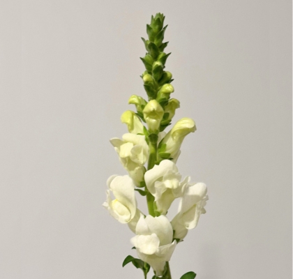 Antirrhinum Hol. Poto ivory  70cm bl