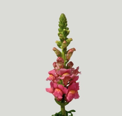 Antirrhinum Nac. Rosa 80cm