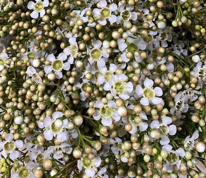 Flor Cera Nac. Blanca Abierta