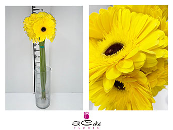 Gerbera Nac. Amarilla CN.