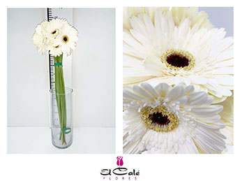 Gerbera Nac. Blanca CN.