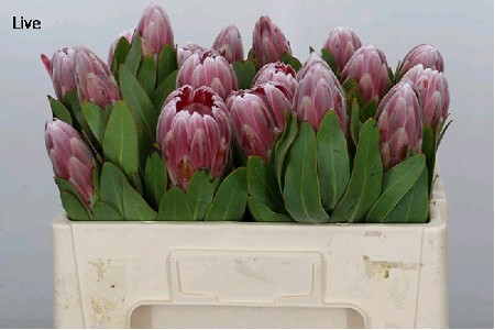 Protea Carnival 50cm