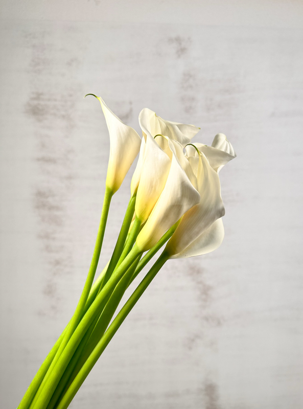 Calla Nacional Blanca 60cm