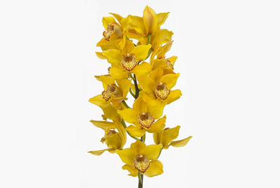 Cymbidium Amarilla 80cm