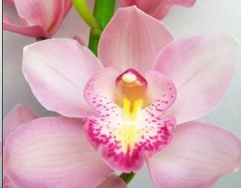 Cymbidium Rosa 80cm