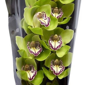 Cymbidium Verde 80cm