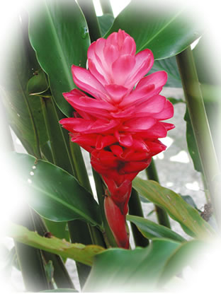 Heliconia Ginger Rojo