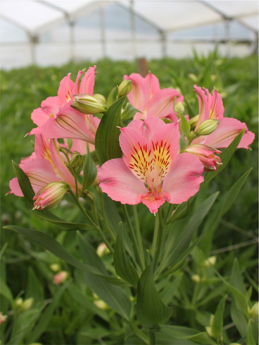 Alstroemeria Col. Select Rosa