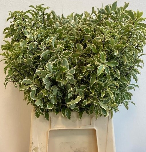 Pittosporum Italia Bicolor 50cm 150gr