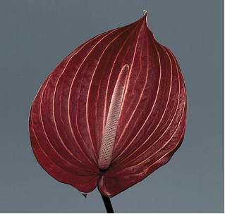 Anthurium Hol. Safari �11  "CC16"