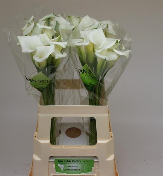 Calla Crystal Blush 60cm