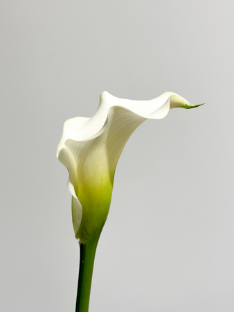 Calla Crystal Blush 50cm