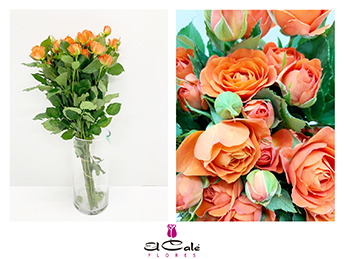 Ramificada Babe 70cm Naranja