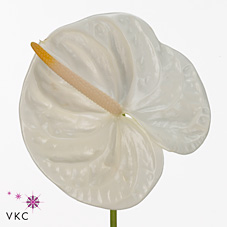 Anthurium Hol. Acropolis x12