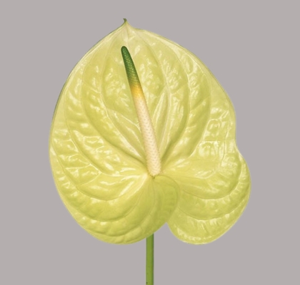 Anthurium Hol. Marysia 13  "CC12"