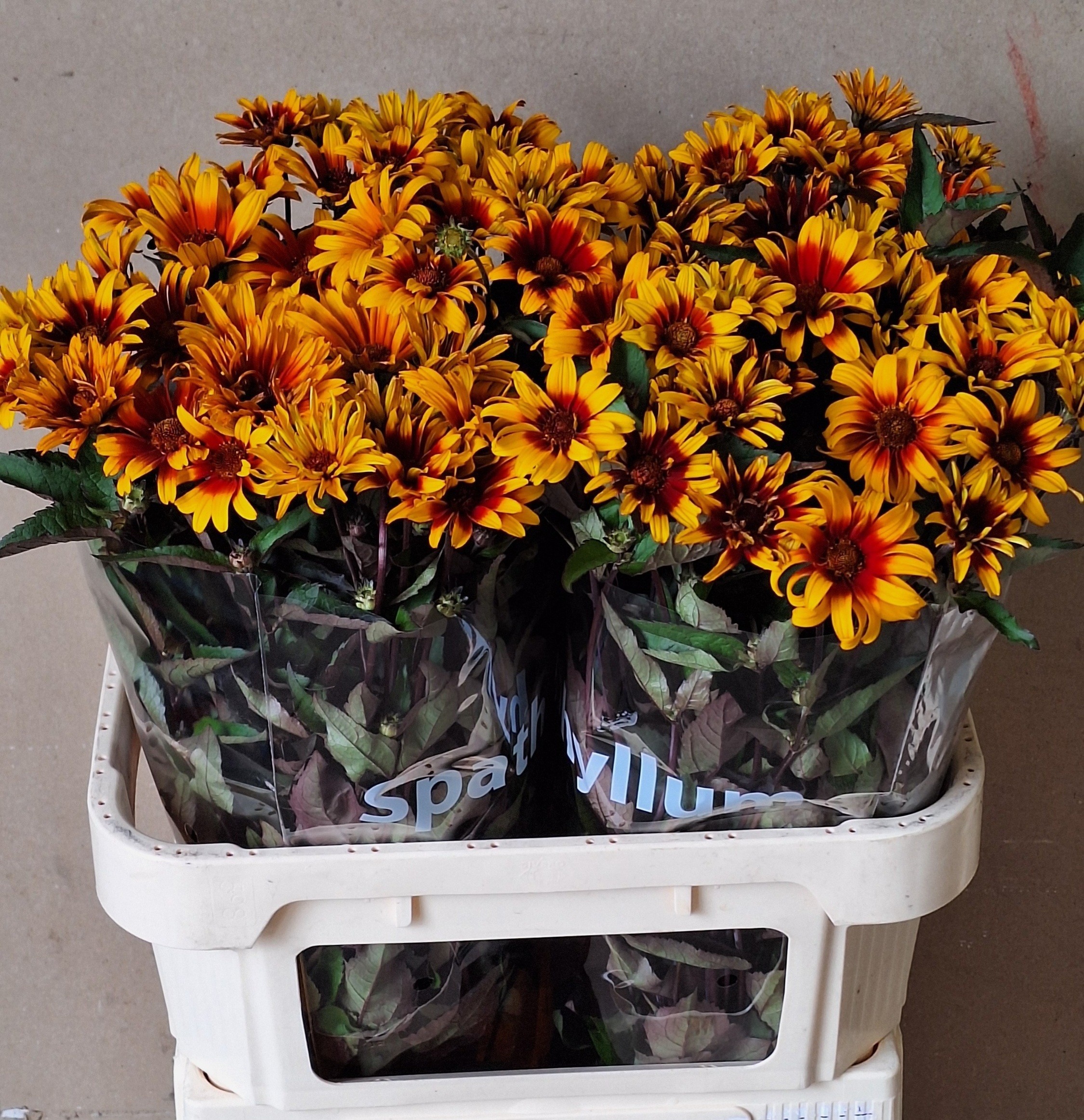 Heliopsis Spar Contrast 75cm "T20"