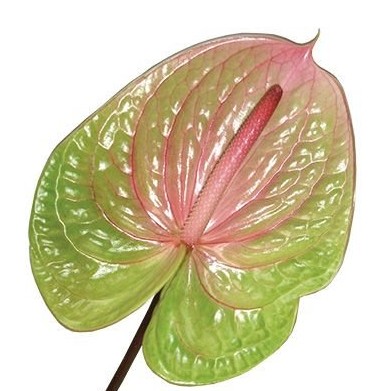 Anthurium Hol. Danielle 11  "CC16"
