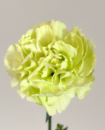 Clavel Col. Standar Verde