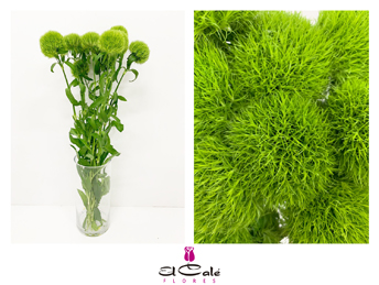 Dianthus Green Nac. 65cm