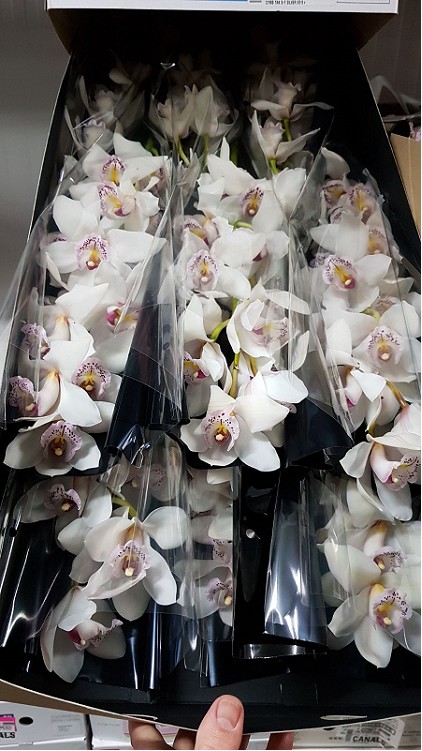 Cymbidium x9 Cascade 60cm Blanca