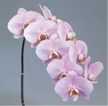 Phalaenopsis Manila x25