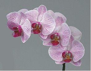 Phalaenopsis Shangai x25