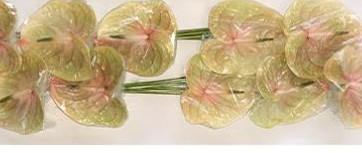 Anthurium Hol. Cognac 13  "CC12"