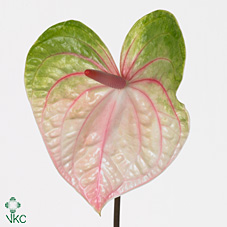 Anthurium Hol. Acura �13  "CC12"