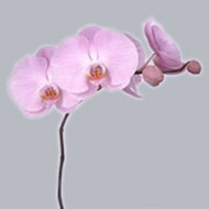 Phalaenopsis Tikal x25