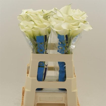 Calla Captain Ventura 60cm