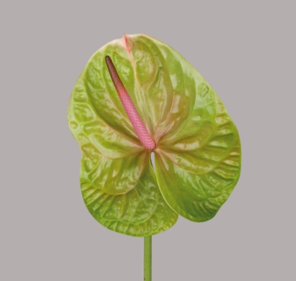 Anthurium Hol. Verino x16