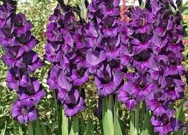 Gladiolo Nac. Morado 140cm