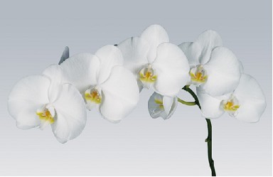 Phalaenopsis Sensation White x25