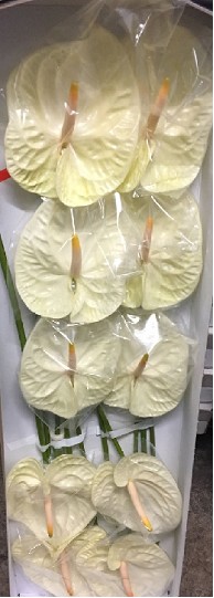 Anthurium Hol. Champany 13  "CC12"