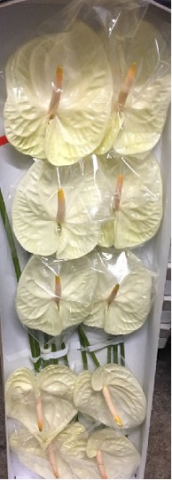 Anthurium Hol. Champany x12