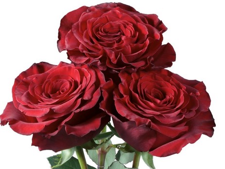 Rosa Ecu. Hearts 50cm