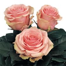 Rosa Ecu. Geraldine 50cm