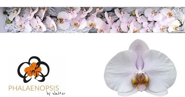 Phalaenopsis Alpha x25