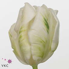 Tulipan Hol. Blanco Super Parrot 35cm