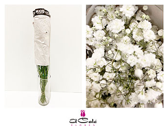 Paniculata Ecu. Mirabella 750gr "T25"