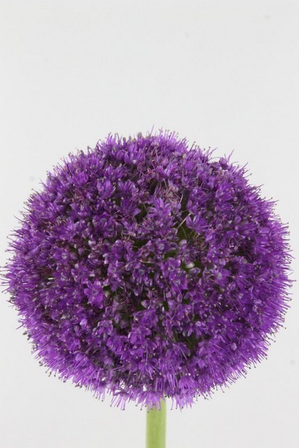 Allium Globemaster Gigante 60cm