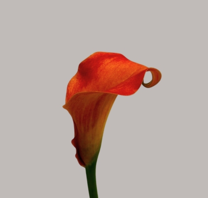 Calla Callista 70cm