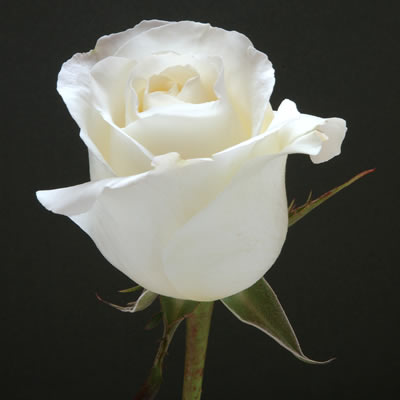 Rosa Ecu. Blizzard 40cm